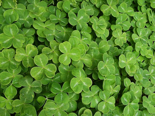 8 Places you wouldn't expect to find a St. Patricks Day Festival