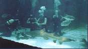 Big Blue Backpackers Activities